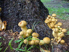 Gymnopilus ventricosus 130299.jpg
