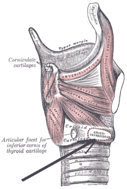 Musculuscricothyreoideus.png