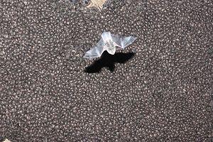 A bat in the foreground is flying. Thousands of others hanging on a cave roof