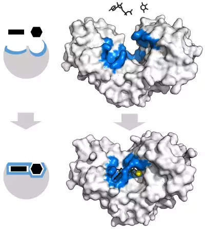 Hexokinase displayed as an opaque surface with a pronounced open binding cleft next to unbound substrate (top) and the same enzyme with more closed cleft that surrounds the bound substrate (bottom)