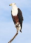 African fish eagle, Haliaeetus vocifer, at Chobe National Park, Botswana (33516612831).jpg