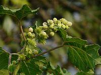 Ghaagara (Marathi- घागरा) (2958242609).jpg