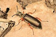 366 - Blister Beetle - Lytta aenea, Julie Metz Wetlands, Woodbridge, Virginia.jpg