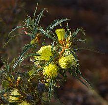 Banksia acanthopoda gnangarra 04 cropped.JPG