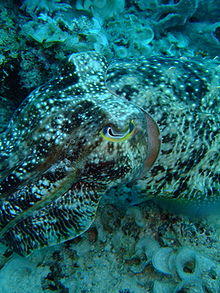 Broadclub cuttlefish sipadan.jpg