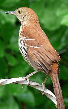 Brown Thrasher-27527-2.jpg