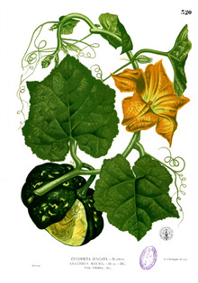 Cucurbita maxima Blanco2.320.png