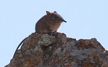 Eastern Rock Elephant Shrew.jpg
