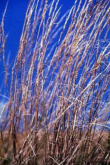 Green Needle Grass.jpg