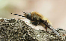 Grosser Wollschweber Bombylius major detail edit.jpg