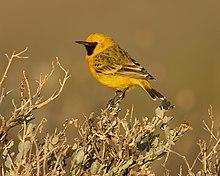 Orange Chat male - White Cliffs.jpg
