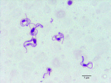 "Trypanosoma evansi" in blood