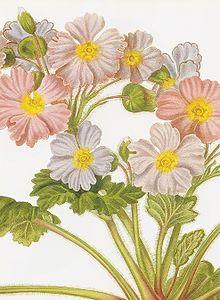 Primula sinensis RHS.jpeg