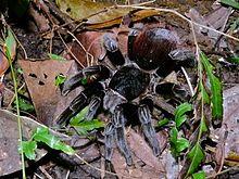 Red Rump Tarantula (Brachypelma vagans) (6775815073).jpg