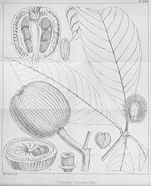 Touroulia Jenmani Hookers Icones Plantarum 1998.jpg
