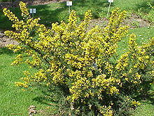Ulex europaeus8.jpg