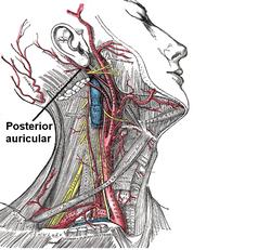 Posterior auricular.png