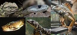 Lepidosauria Diversity.jpg