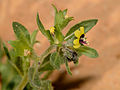 Hyoscyamus pusillus 1.jpg