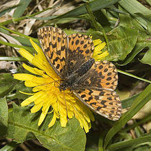 Boloria.dia.7558.jpg