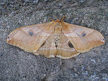 Caligula japonica1.jpg