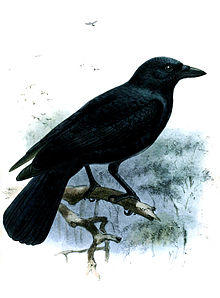 CorvusMoneduloidesKeulemans.jpg