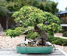Japanese Privet at GSBF Collection North, number 236, September 12, 2008.jpg