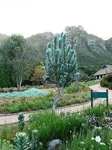 Leucadendron argenteum - Silvertree Forest - Cape Town 1.JPG