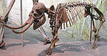 Mammuthus falconeri (dwarf mammoth).jpg