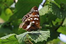 Purple emperor (Apatura iris) female.jpg