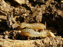 Reticulitermes banyulensis crop.jpg