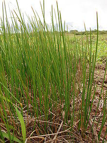 Starr 081230-0543 Eleocharis calva.jpg