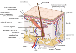Human skin structure.svg