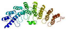 Protein RNASEL PDB 1wdy.png