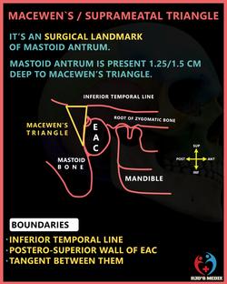 Suprameatal triangle.png