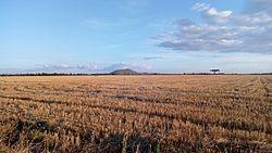 Wheat Plantation in Uasi Ngishu County near Moiben. Sergoit Hill in the background