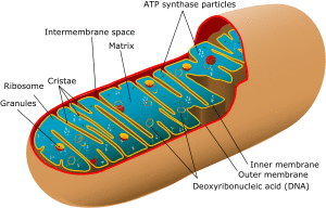 Animal mitochondrion diagram en (edit).svg
