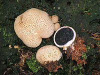 Scleroderma citrinum.jpg