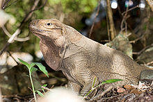 Cyclura pinguis2.jpg