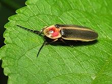 Eastern Firefly - Flickr - treegrow (2).jpg