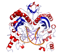 EcoRV Crystal Structure.rsh.png