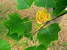 Liriodendron tulipifera.jpg