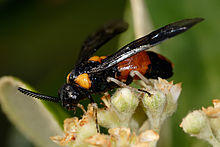 Melaleuca sawfly02.jpg