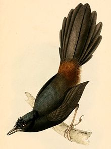 Merulaxis ater male 1841.jpg