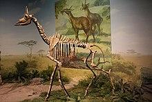 Palaeotragus-Tianjin Natural History Museum.jpg