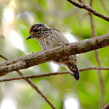 Picumnus albosquamatus - White-wedged Piculet (male).JPG