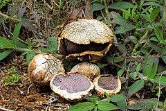 Scleroderma texense Veracruz.jpg