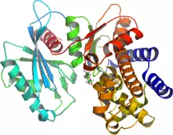 Glucokinase-1GLK.png