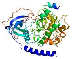 Protein PRKACA PDB 1apm.png