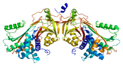Protein SERPIND1 PDB 1jmj.png